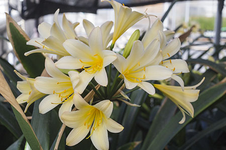 Colorado Clivia plant number 1932B.  Clivia miniata, Appleblossom Q5 x Q2.