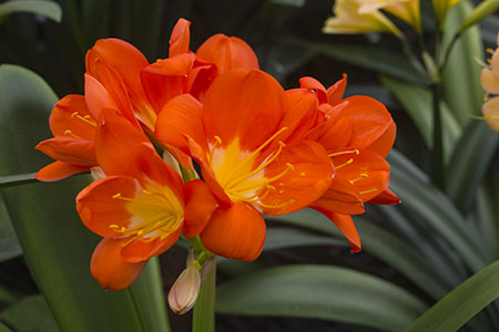 Colorado Clivia plant number 1983E.  Clivia miniata, Donner x Large Umbel Vico Orange.