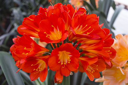 Colorado Clivia plant number 2001E.  Clivia miniata, Sabrine Delphine x Tony Barnes Best Red.