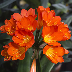 Colorado Clivia plant number 2057A.  Clivia miniata, Sabrine Delphone x Alick