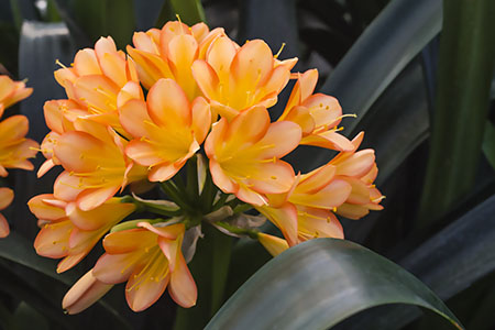 Colorado Clivia plant number 2064B.  Clivia miniata, Marilyn