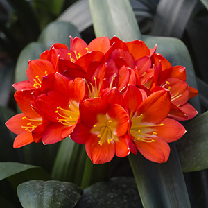 Colorado Clivia plant number 2075B.  Clivia miniata, Nakamura Red withe Green Throat x Tony Barnes Best Red.