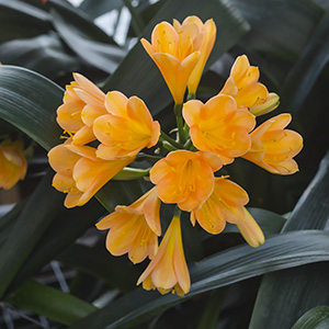Colorado Clivia plant number 2101B.  Clivia miniata, Victorian Peach x Easy Bloom Yellow.