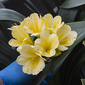 Colorado Clivia plant number 2137B.  Clivia miniata,TK Yellow x Hirao.