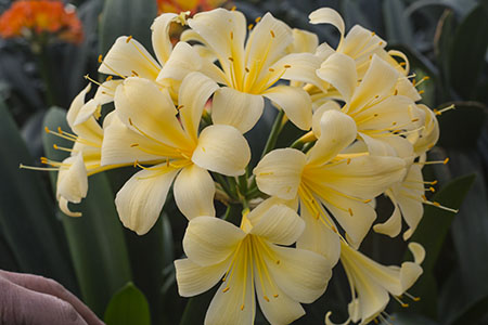 Colorado Clivia plant number 2155B.  Clivia miniata, Tino