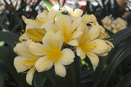 Colorado Clivia plant number 2165C.  Clivia miniata, Prodigal Daughter x Miss Perfect.