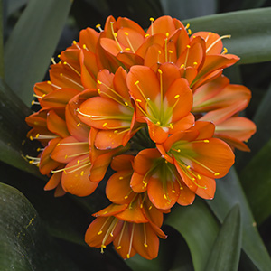 Colorado Clivia plant number 2196B.  Clivia miniata, Twilight Bronze x Tropical Bronze.