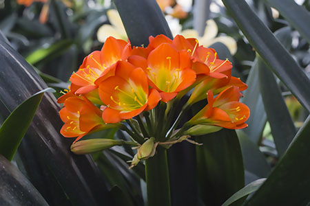 Colorado Clivia plant number 2219D.  Clivia miniata, Ndwedwe Green Velvet x Bronze Coin.