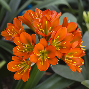 Colorado Clivia plant number 2252A.  Clivia miniata, Darker Red x McMint.