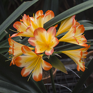 Colorado Clivia plant number 2274D.  Clivia miniata, Autumn Blush x Chiffon Daughter.