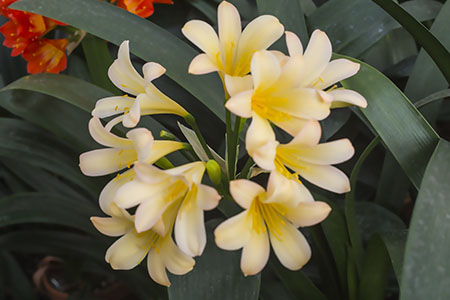 Colorado Clivia plant number 2282A.  Clivia miniata, Appleblossom Q5 x Q8.