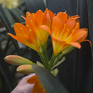 Colorado Clivia plant number 2290A.  Clivia miniata, Ndwedwe Jade x George Anne.