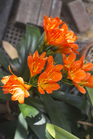 Colorado Clivia plant number 2310D.  Clivia miniata, TK Bronze x Hattori Bronze.