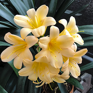 Colorado Clivia plant number 2371A.  Clivia miniata, Chiba Gold x Deep yellow Daruma.