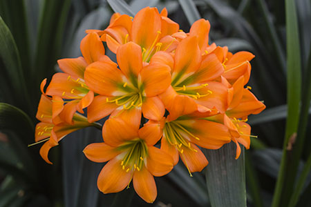 Colorado Clivia plant number 2458B.  Clivia miniata, 2nd Chance x (Green Throated Peach 3 x 1).