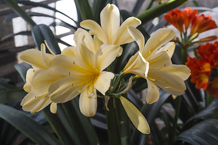 Colorado Clivia plant number 2482B.  Clivia miniata, Vico Yellow Orange x Chiba Lily.