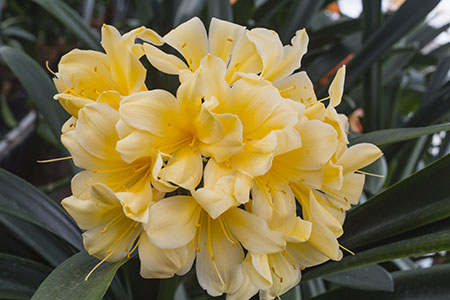 Colorado Clivia plant number 2488B.  Clivia miniata, Giant Yellow x Kiss of the Angel.