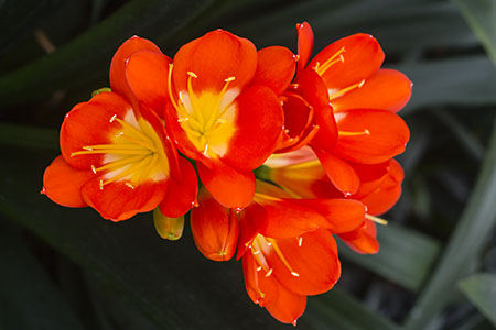 Colorado Clivia plant number 2522A.  Clivia miniata, Ella Van Zyl x Sunrise Sunset.