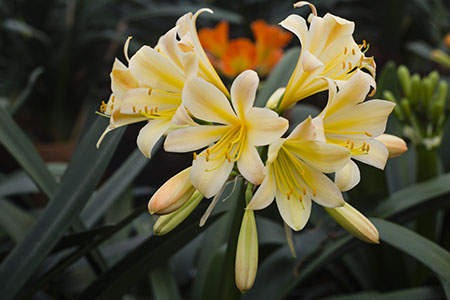Colorado Clivia plant number 2543B.  Clivia miniata, Andrew Gibson x Chubb Super Splash.