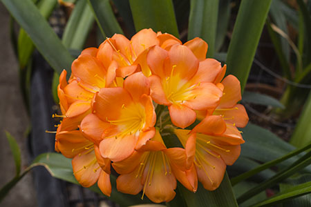 Colorado Clivia plant number 2568D.  Clivia miniata, Bill Morris Pink Pastel.