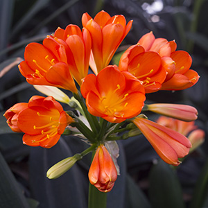Colorado Clivia plant number 256A.  Clivia miniata, Orange Daruma.