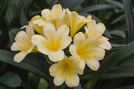 Colorado Clivia plant number 2580A.  Clivia miniata, Daruma Yellow x Daruma Yellow.
