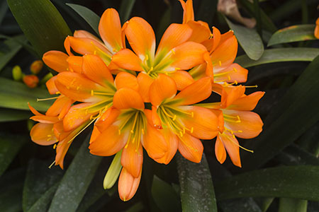 Colorado Clivia plant number 2607E.  Clivia miniata, San Marcos Sunrise x Sunrise Sunset.