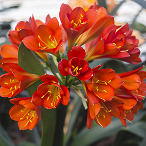 Colorado Clivia plant number 2624D.  Clivia miniata, Not Holmes Red x Pretty Pink.