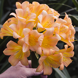 Colorado Clivia plant number 2630D.  Clivia miniata, (Red 01 x Red 05) x Pretty Pink.