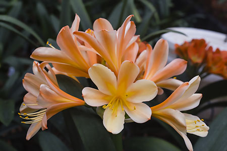 Colorado Clivia plant number 2635D.  Clivia miniata, White Lips x Patches.