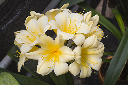 Colorado Clivia plant number 2636A.  Clivia miniata, Laduma x Miss Perfect.