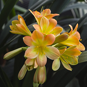 Colorado Clivia plant number 2640A.  Clivia interspecific, Emma Charlotte x Splash.