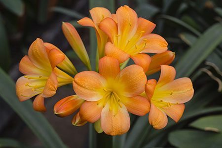 Colorado Clivia plant number 2660B.  Clivia miniata, Heavenly Breeze x Spring Breeze.