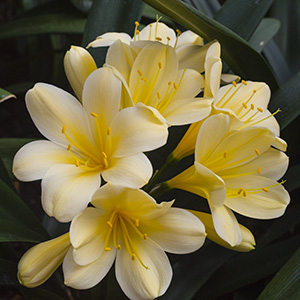 Colorado Clivia plant number 2682B.  Clivia miniata, Vico Pink x Kyla