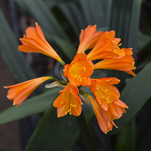 Colorado Clivia plant number 2687A.  Clivia interspecific, Flash of Lime x Charls Green.
