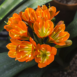 Colorado Clivia plant number 2692B.  Clivia miniata, Hirao 02 x Hattori Brown Copper.