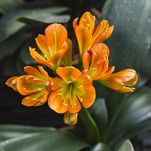 Colorado Clivia plant number 2709B.  Clivia miniata, (Nakamura Yellow x Nakamura Yellow Multi Petal) x Bronze Multi Petal Show Winner.