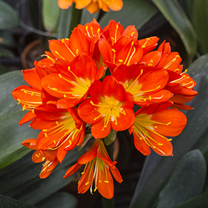 Colorado Clivia plant number 2711B.  Clivia miniata, Nakamura Yellow Multi Petal x Bronze Multi Petal.
