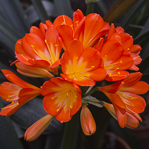 Colorado Clivia plant number 272C.  Clivia miniata, Orange Monk.