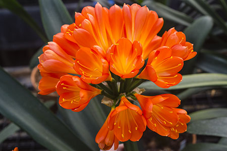Colorado Clivia plant number 2761B.  Clivia miniata, (Golden Phoenix x C. Cream) x Anshan Daruma Cream.