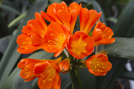 Colorado Clivia plant number 2763A.  Clivia miniata, (Golden Phoenix x C. Cream) x Anshan Daruma Cream.