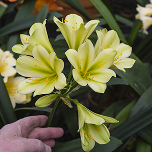 Colorado Clivia plant number 2778A.  Clivia miniata, TKO Mary x TKO Marilyn.