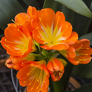 Colorado Clivia plant number 2788B.  Clivia miniata, (Nakamura x Chiba Multi Petal) x Large Flower Multi Petal.