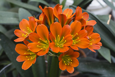 Colorado Clivia plant number 2793B.  Clivia miniata, Jean Delphine x (TC Bronze x Doomsday).