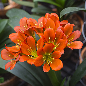 Colorado Clivia plant number 2796B.  Clivia miniata, Jean Delphine x (TC Bronze x Doomsday).