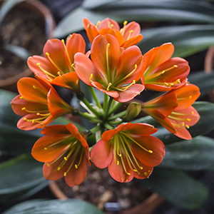 Colorado Clivia plant number 2804A.  Clivia miniata, Hattori No. 53 x Marilyn