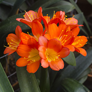 Colorado Clivia plant number 2815A.  Clivia miniata, Yellow x Hattori #2.