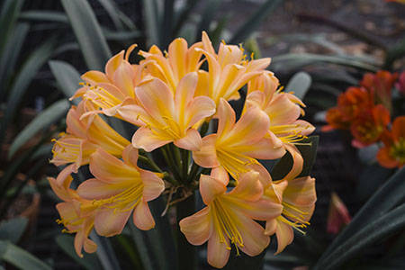 Colorado Clivia plant number 2837B.  Clivia miniata, Pretty Pink x Terracotta Pink.