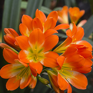 Colorado Clivia plant number 2850A.  Clivia interspecific, Dark Bronze x Green Interspecific.
