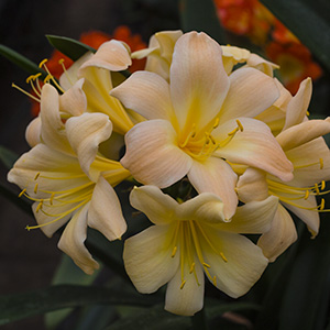 Colorado Clivia plant number 2865B.  Clivia miniata, Large Blossom Yellow x Green Peach.